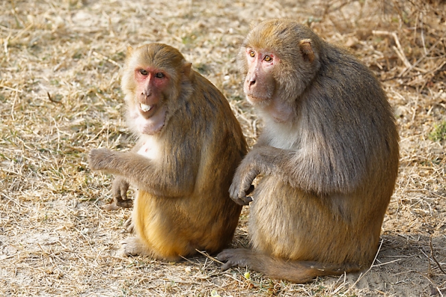 Keoladeo national park-046